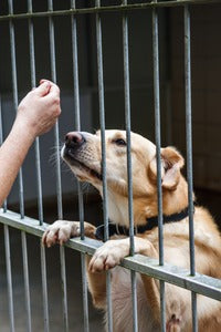 How to Soundproof a Dog Kennel