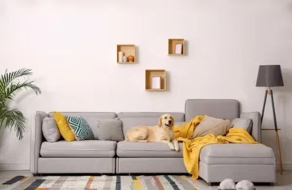Gray sectional sofa with a dog lying on it in a living room setting.